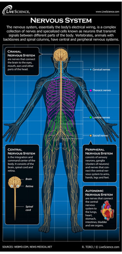 nervous system - body systems